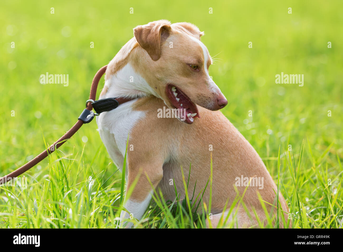 portrait of a Podenco Mix at the leash sitting on the grass Stock Photo -  Alamy