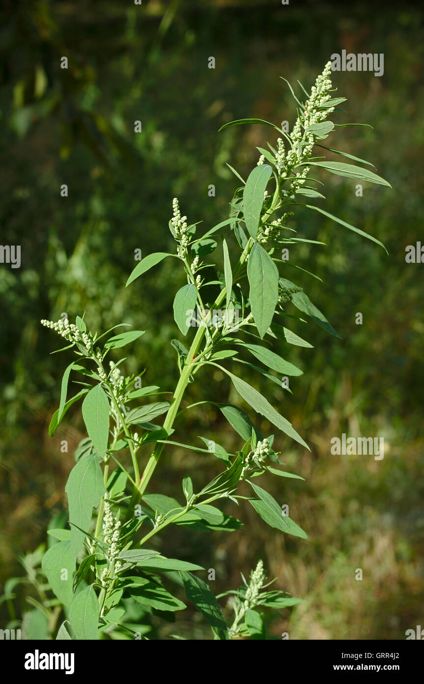Lambs quarters hires stock photography and images Alamy