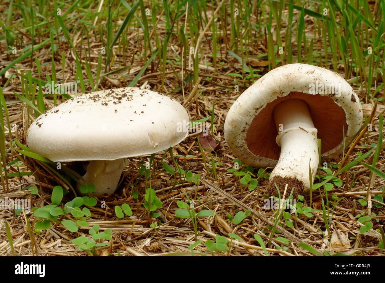 Field Mushroom Agaricus campestris Stock Photo Alamy