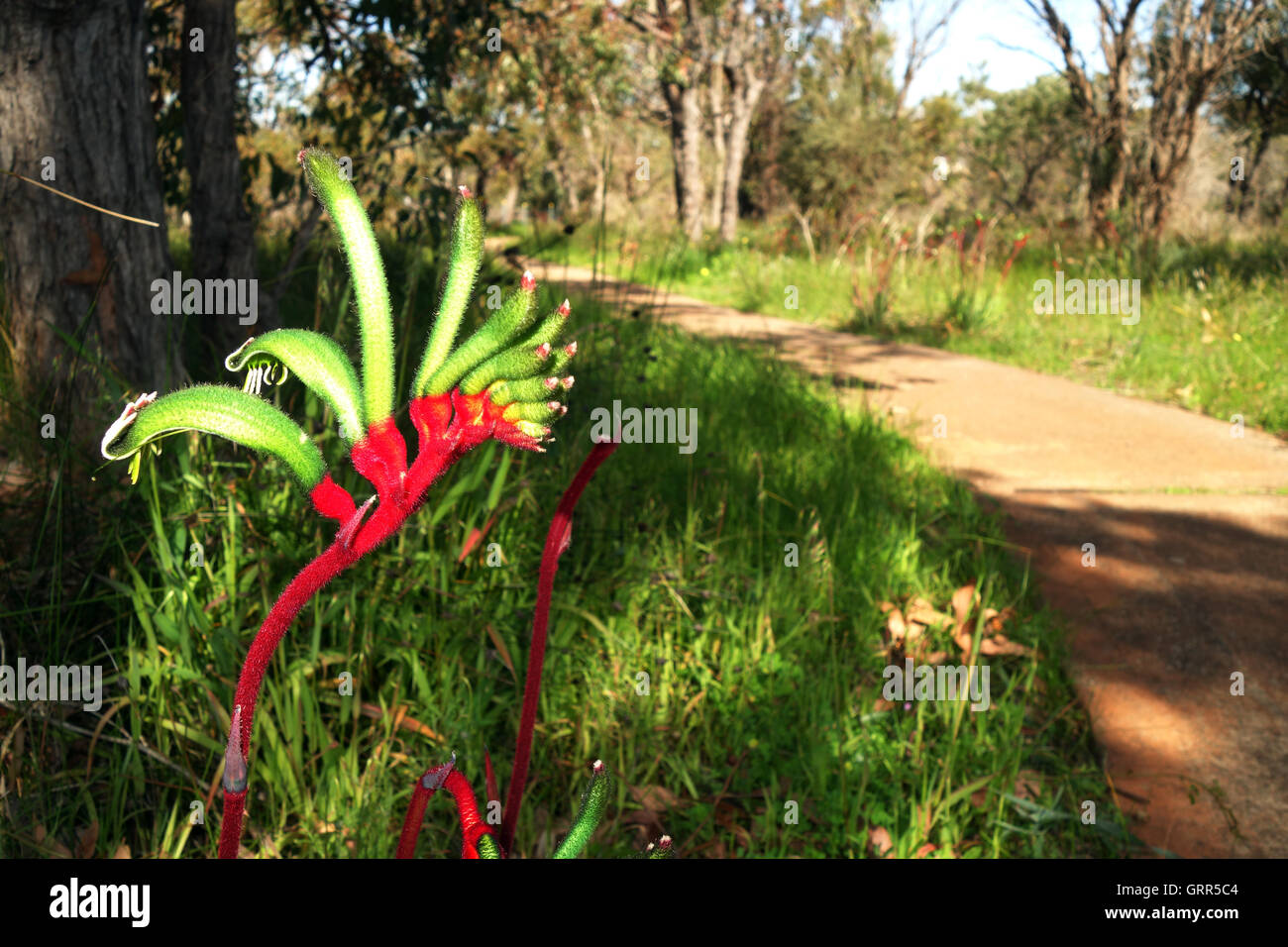 Red-and-green kangaroo paw (Anigozanthus mangelsii) beside bushland path, Wireless Hill Park, Perth, Western Australia. No PR Stock Photo