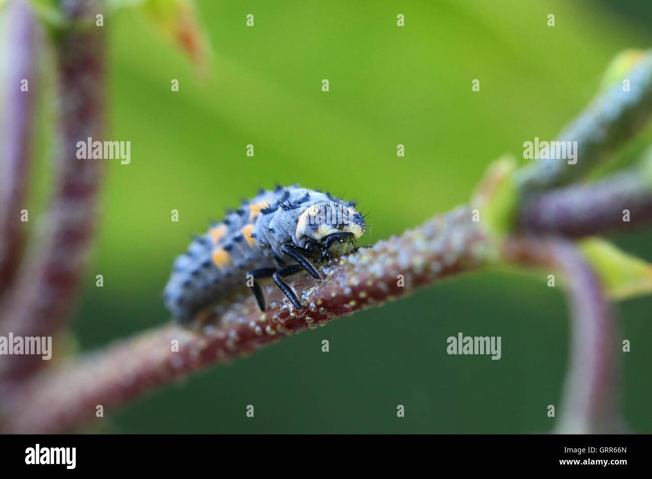 Ladybird, ladybug larvae Stock Photo Alamy