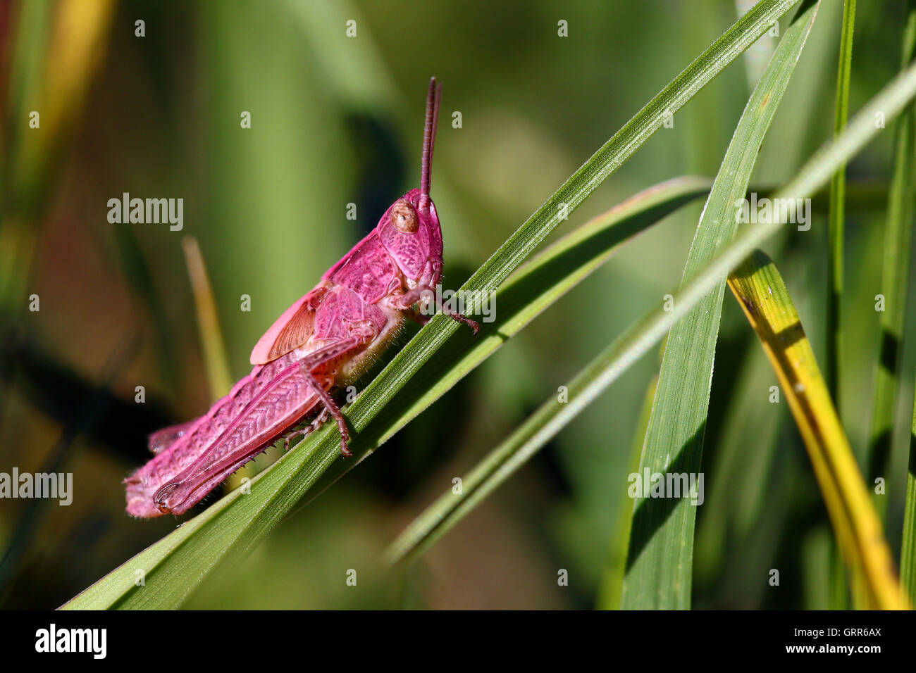 Rare pink Chorthippus parallelus, affected by erythrism