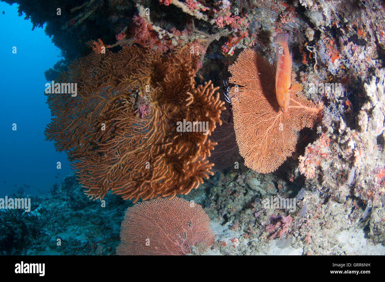 Gorgonian fan coral hanging on the reef wall at Vakarufalhi ethere thila Stock Photo