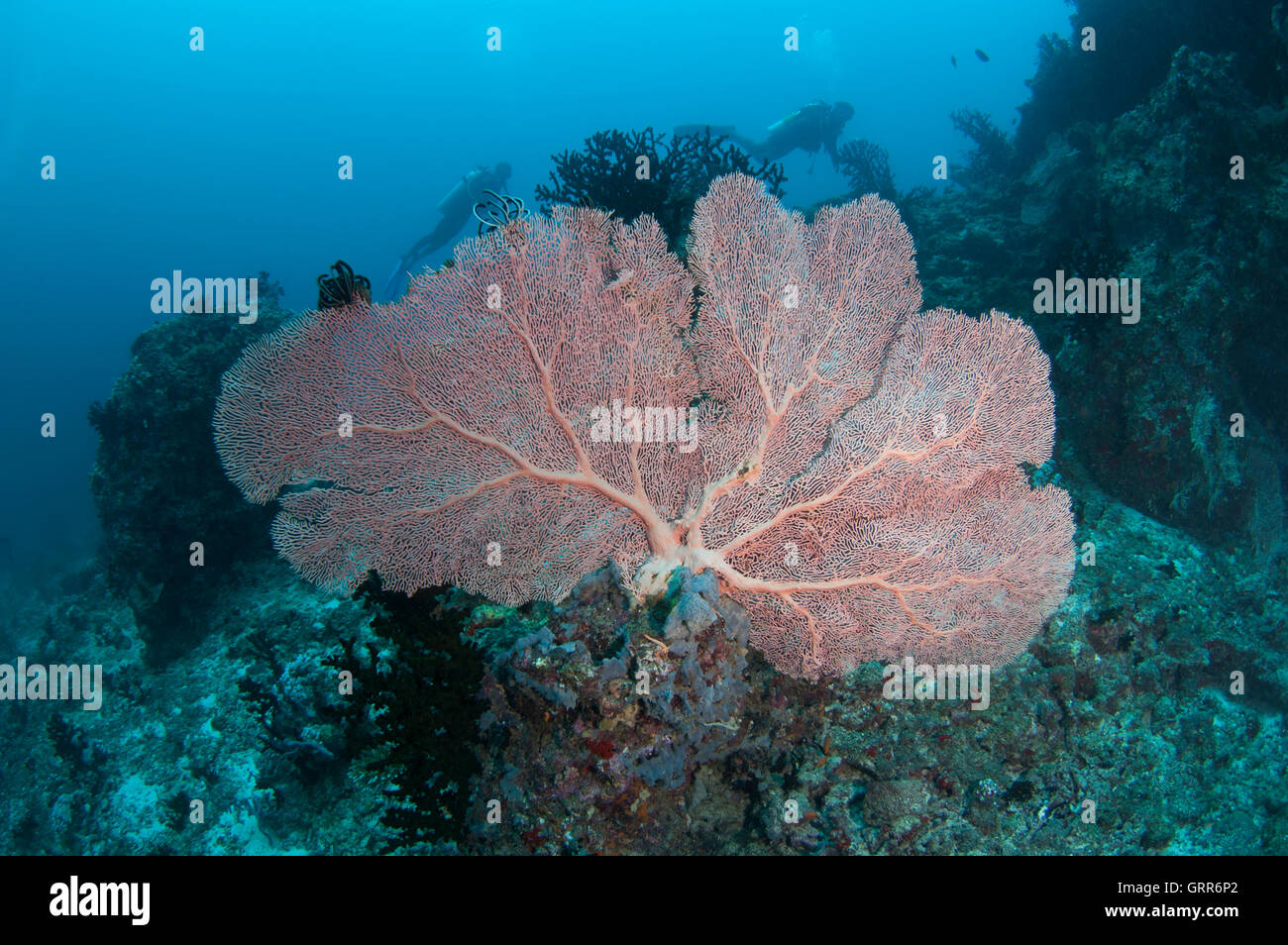 Large fan coral at Vakarufalhi ethere thila in south ari atoll Stock Photo