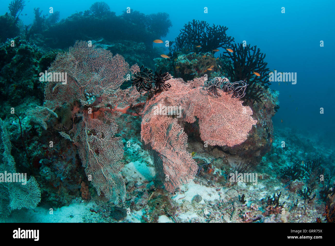 Pair of giant gorgonian sea fan and hard coral garden. Stock Photo