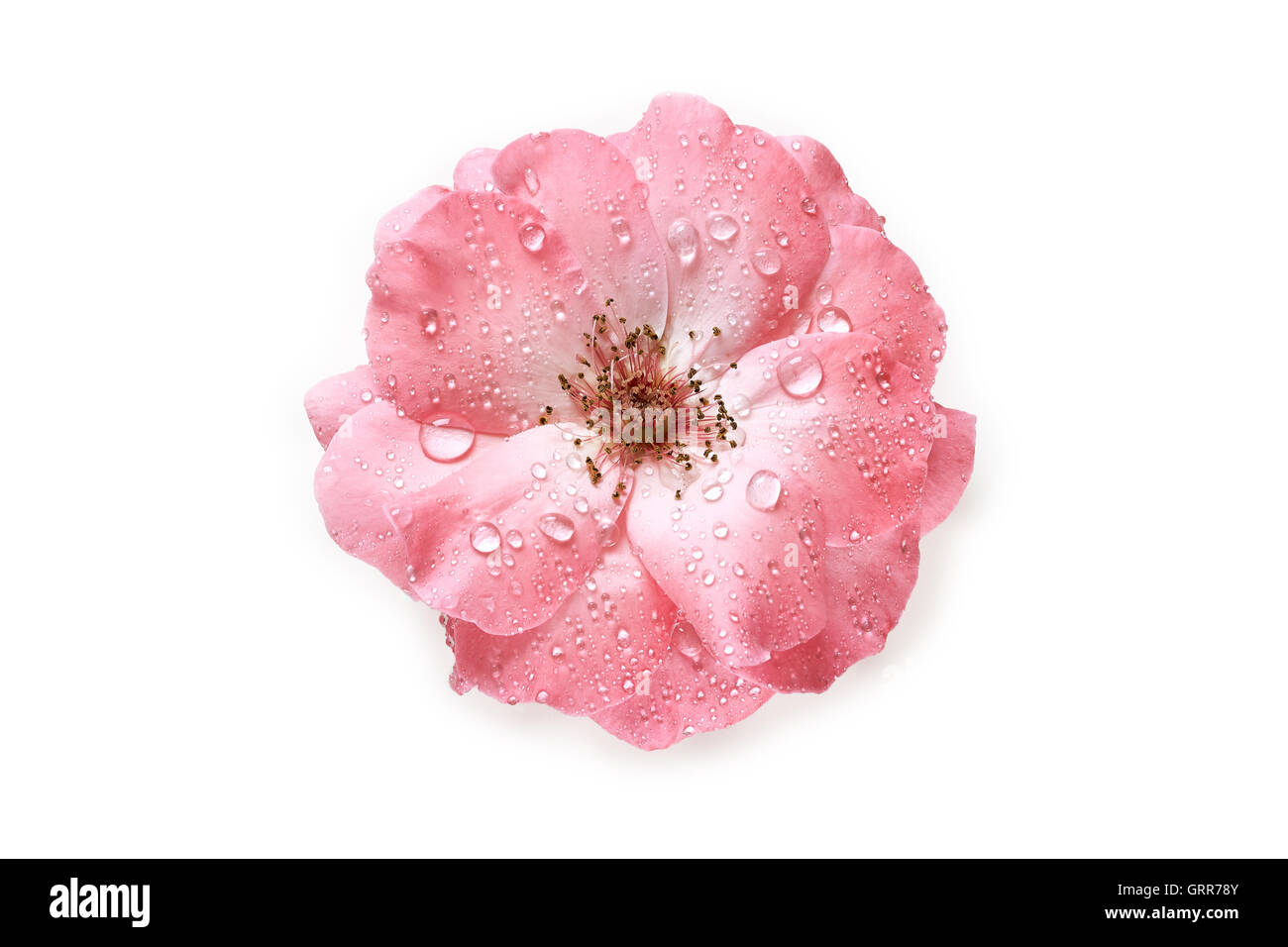 Pink rose with water drops isolated on white background. Top view Stock Photo