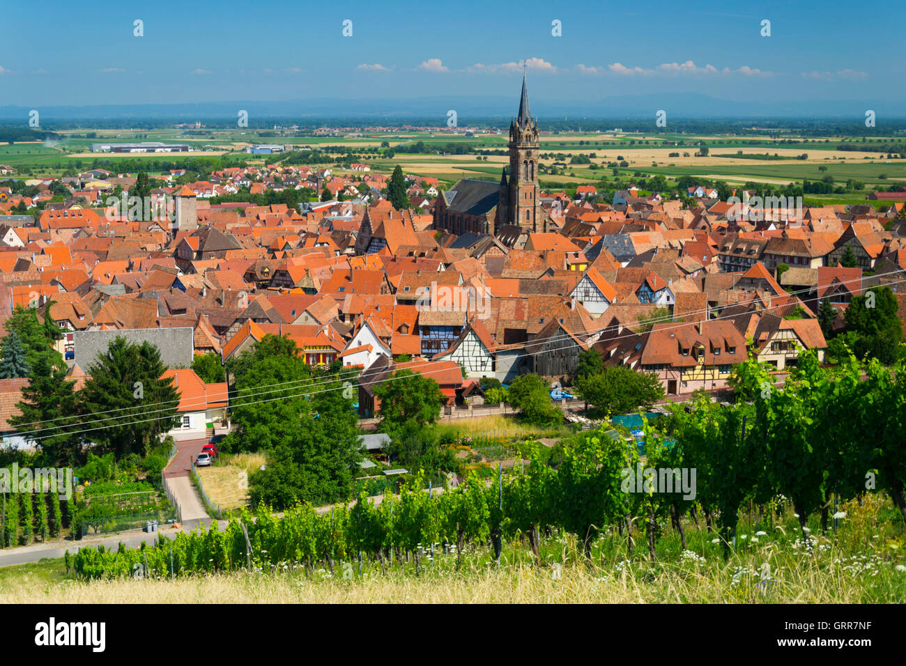France, Haut-Rhin (68), Wine road, Dambach la ville, vineyards and village during summer Stock Photo