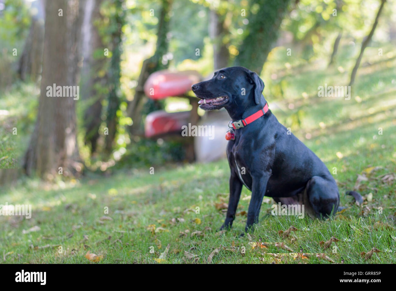 Lab mix dog in a rural setting with canoes in the background Stock Photo