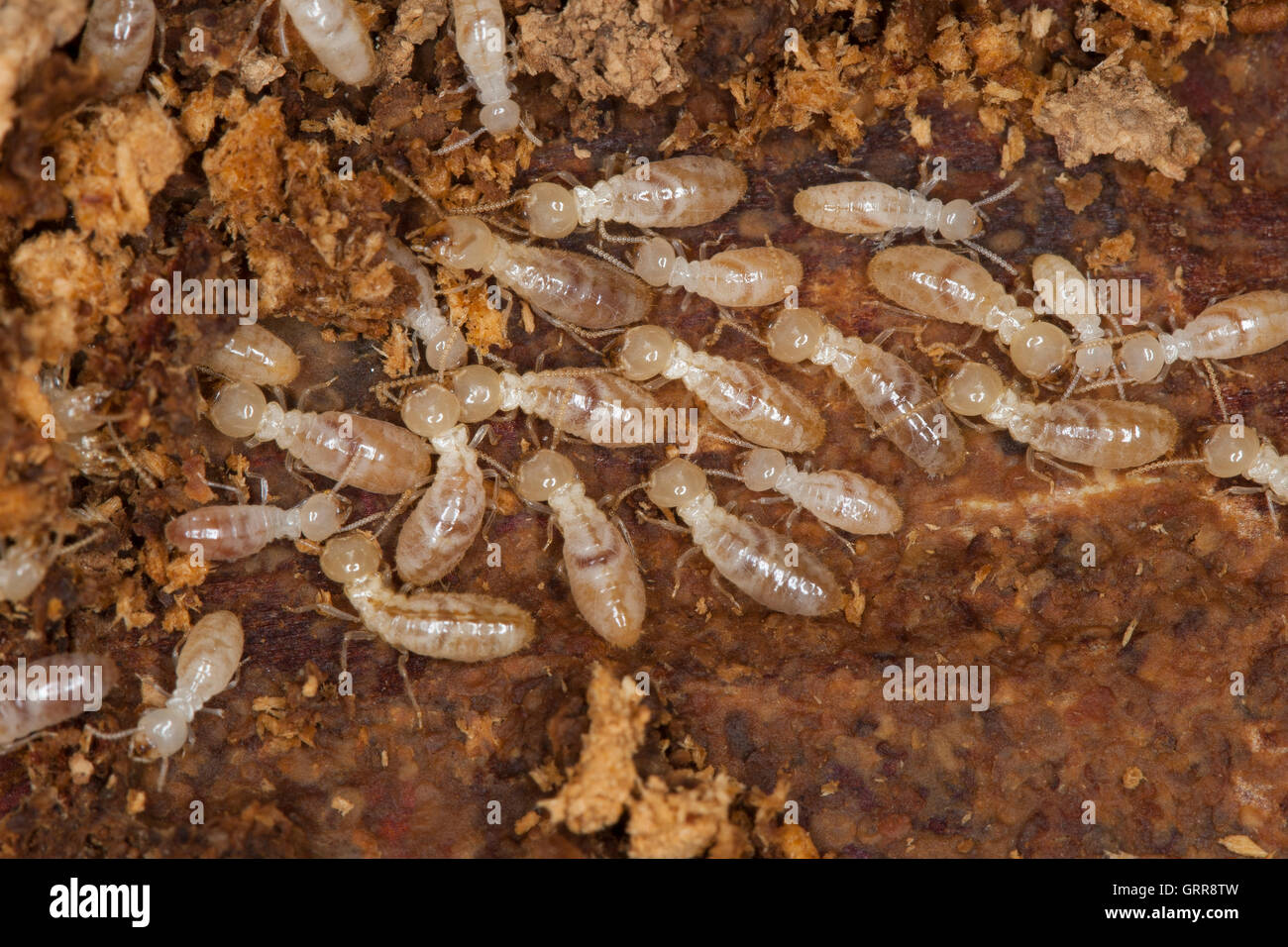 Termite, Termiten, Erdtermite, Erdtermiten, Erdholztermite, Erdholztermiten, Erdholz-Termite, Erdholz-Termiten, Gelbfußtermite,  Stock Photo