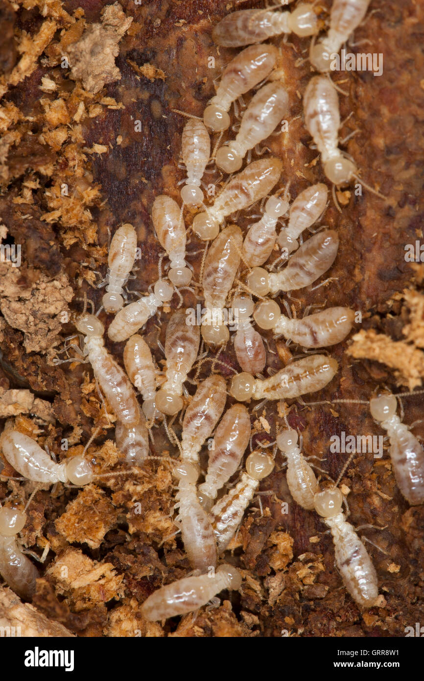Termite, Termiten, Erdtermite, Erdtermiten, Erdholztermite, Erdholztermiten, Erdholz-Termite, Erdholz-Termiten, Gelbfußtermite,  Stock Photo