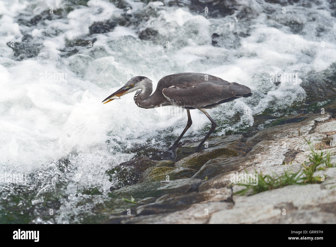 Egret fishing in Kamogawa River, Kyoto, Japan Stock Photo