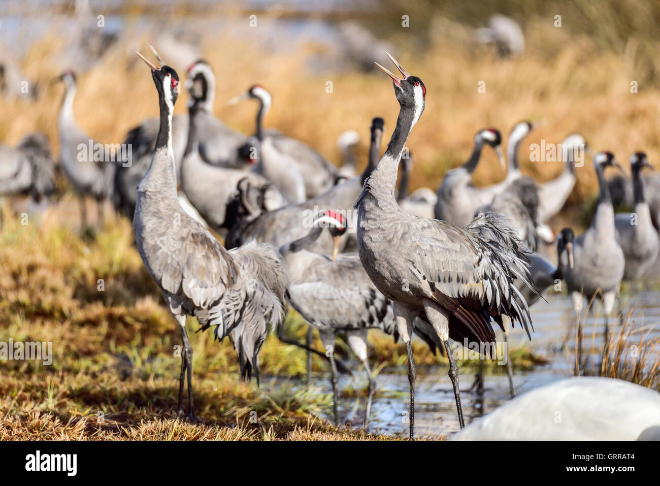 Eurasian crane Stock Photo