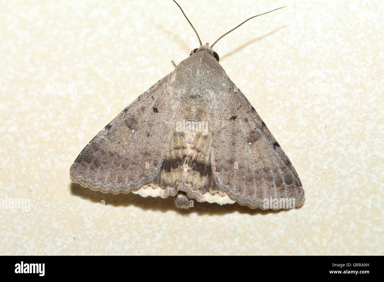 Moth With Delta Like Wings Looking Like The Concorde Resting On Floor