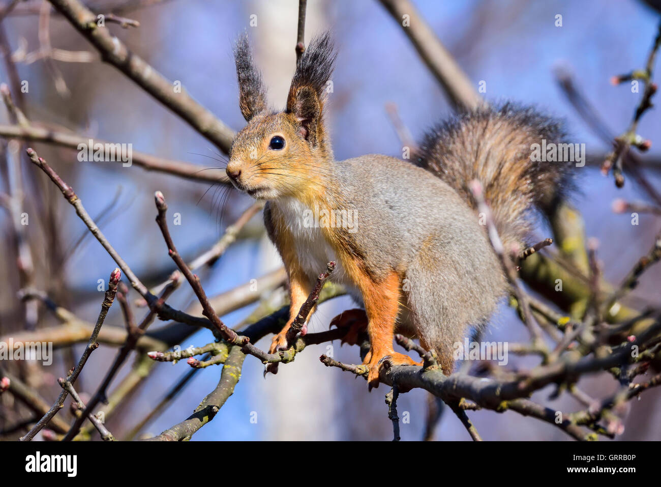 Squirrel pattern hi-res stock photography and images - Alamy