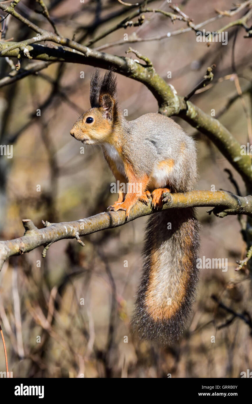 Squirrel pattern hi-res stock photography and images - Alamy