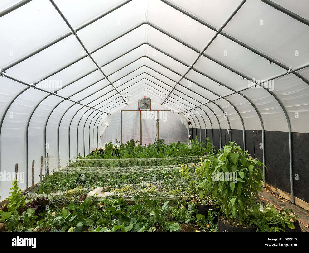 A garden grows under the protection of a high tunnel Stock Photo Alamy