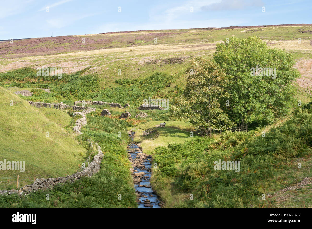 Shittlehope Burn, a tributary of the river Wear, Stanhope, Co. Durham, England, UK Stock Photo
