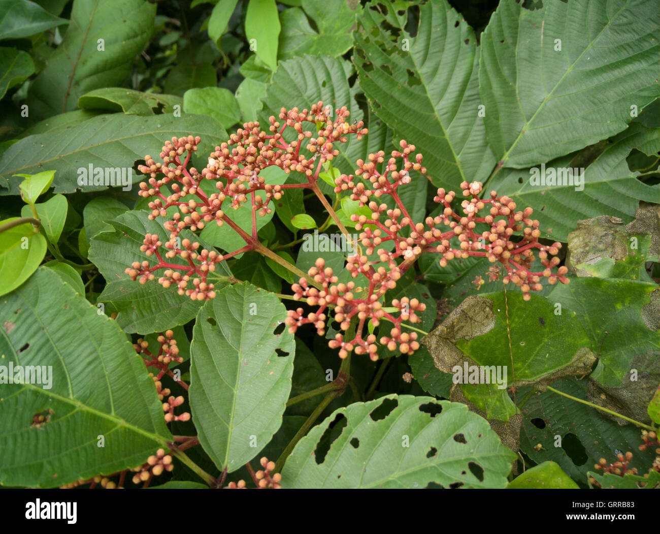 red ixora pavetta flowers in canning hill, Thailand Stock Photo