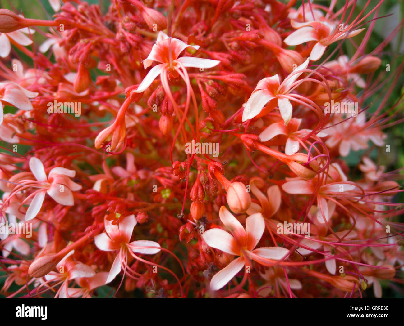red ixora pavetta flowers in canning hill, Thailand Stock Photo