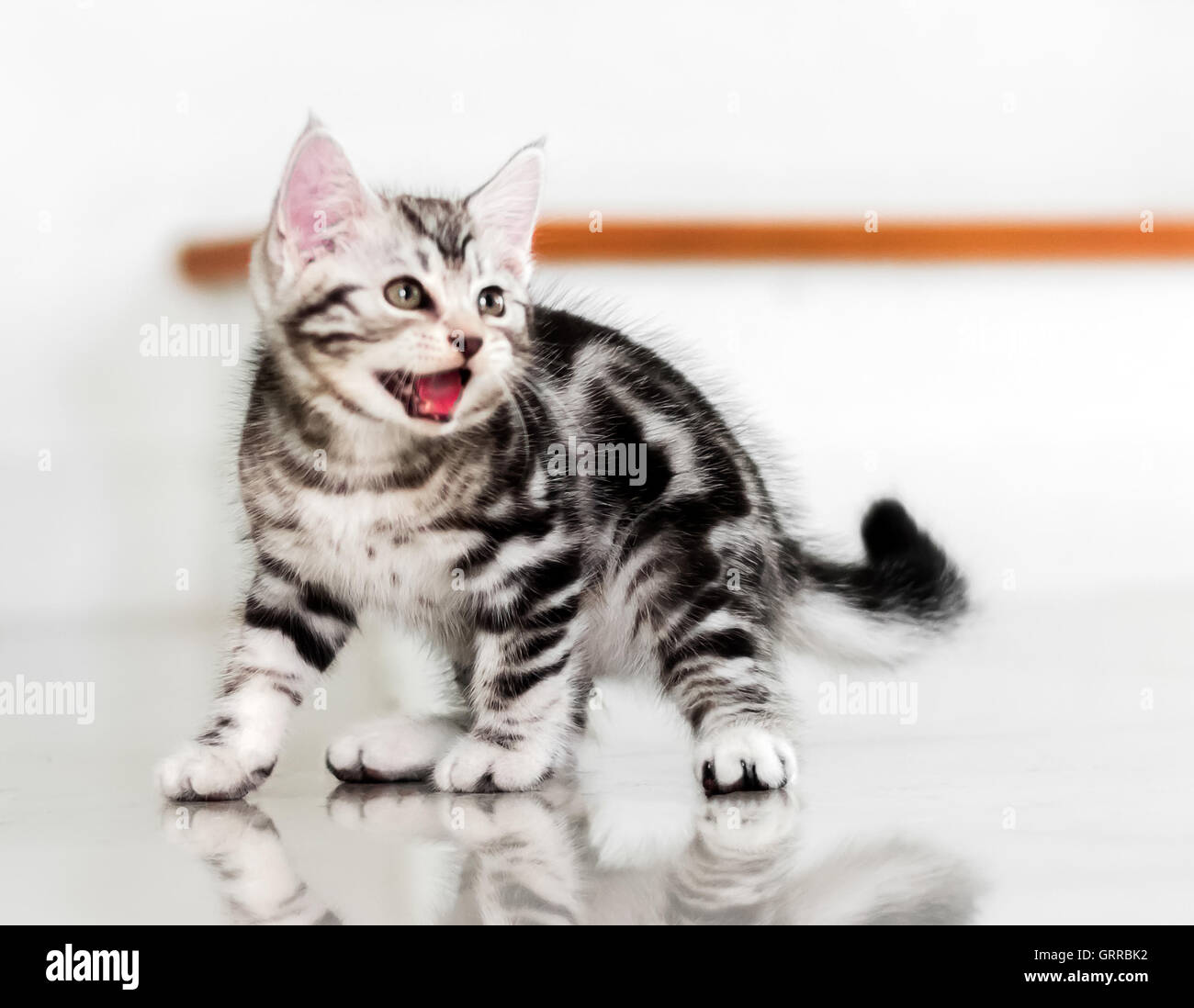 Cute American Shorthair Cat Kitten Stock Photo 117913350 Alamy