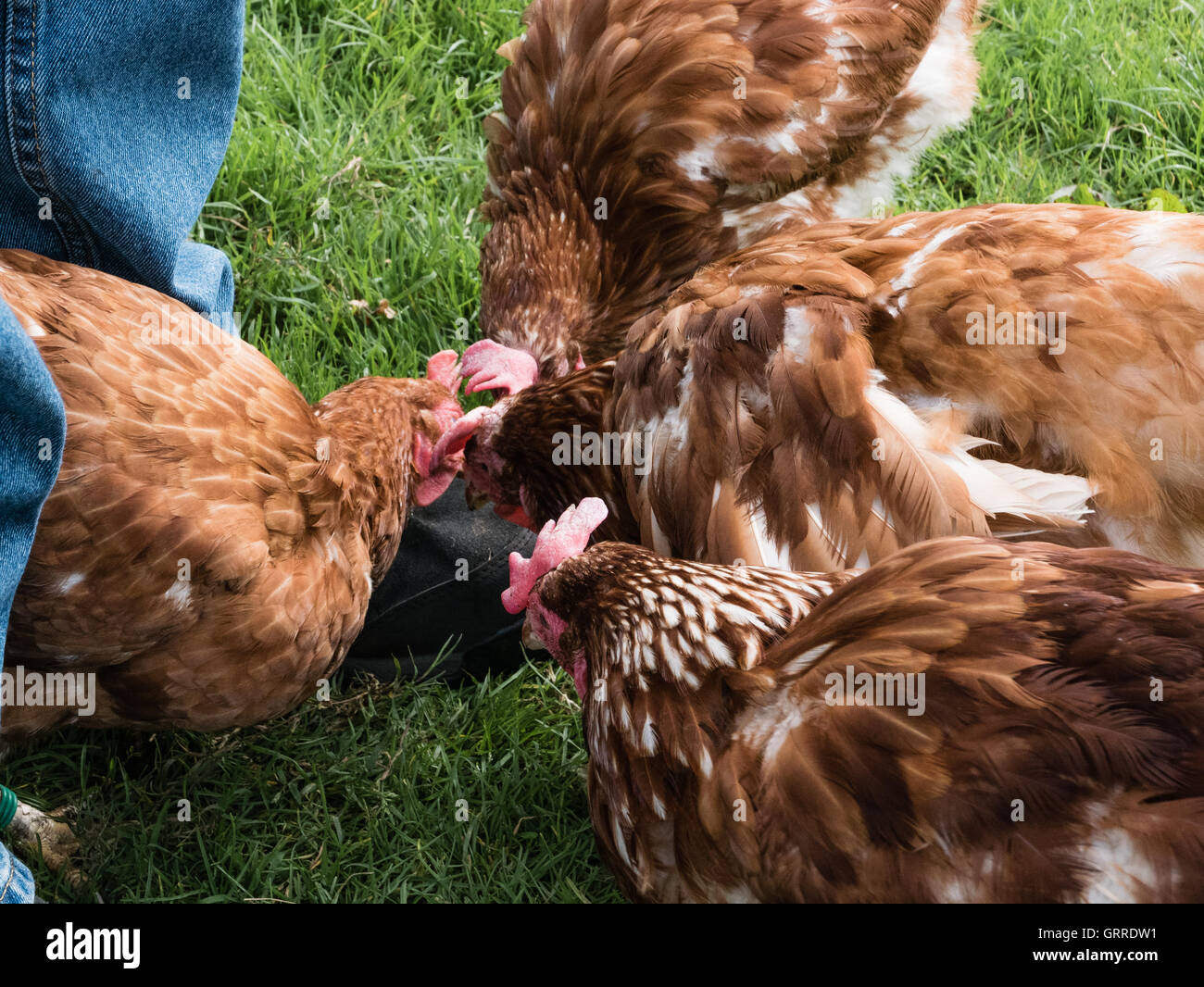 Hen Pecked!  Rescue chickens enjoying pecking at a visitor's shoe Stock Photo