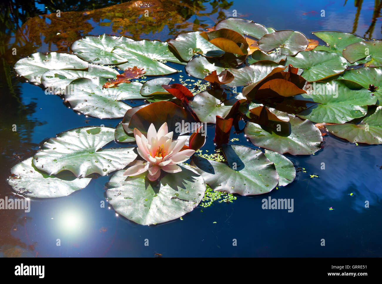 Water lily in the pond Stock Photo - Alamy