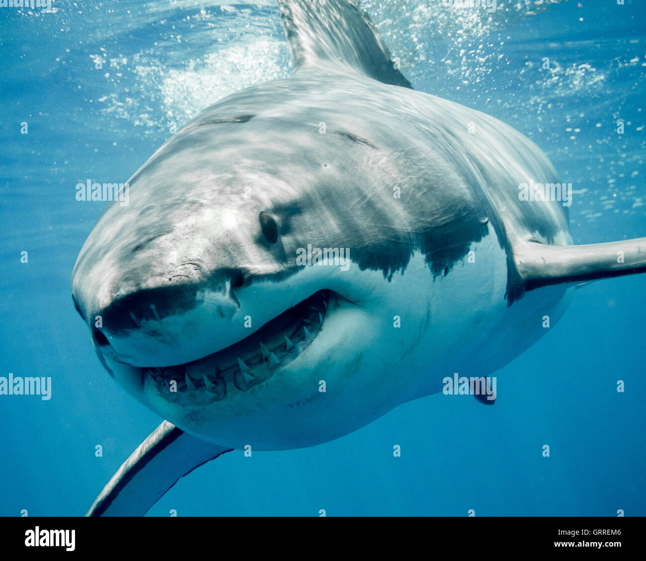 Great white shark close-up smiling Stock Photo - Alamy