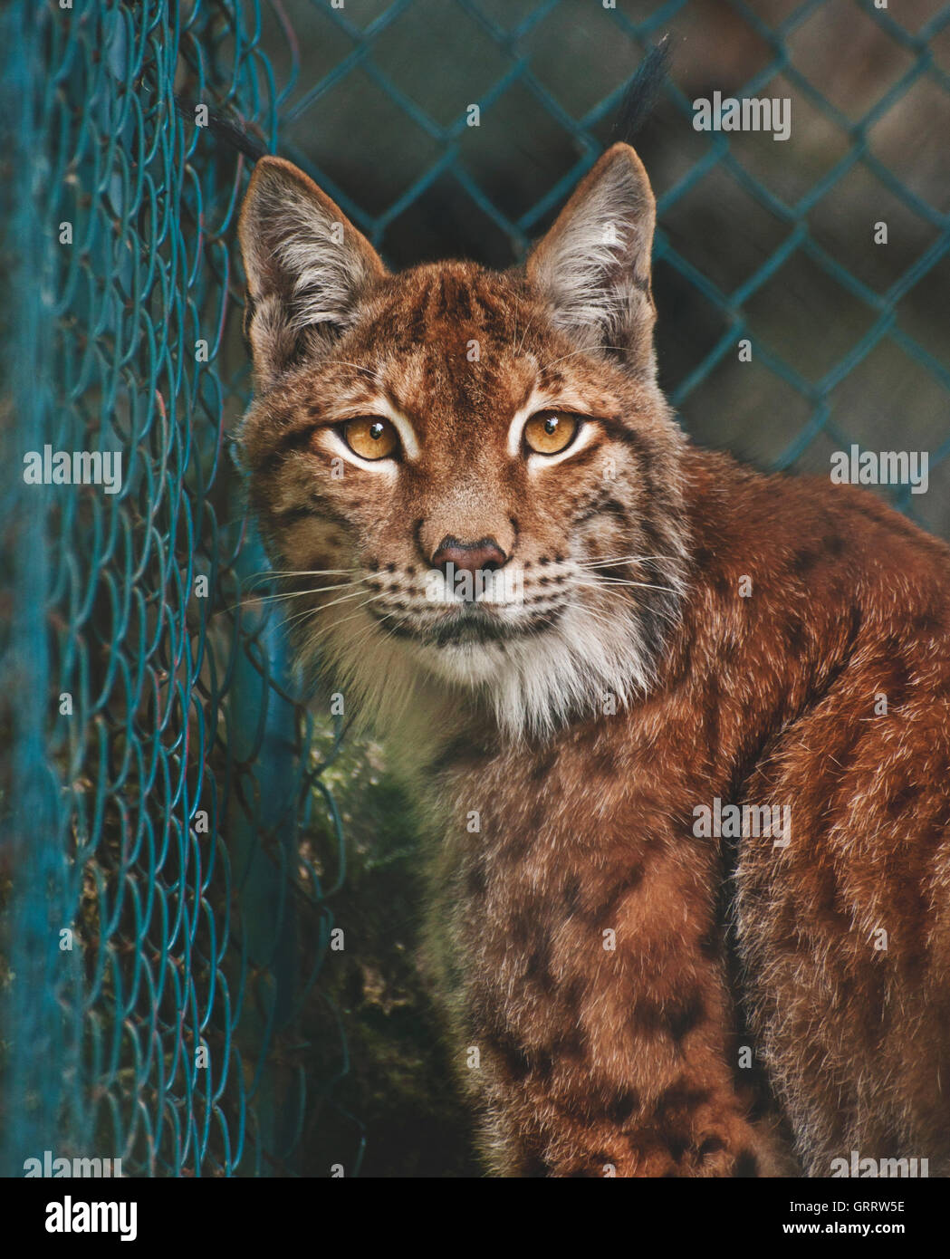 Lynx linx hi-res stock photography and images - Alamy