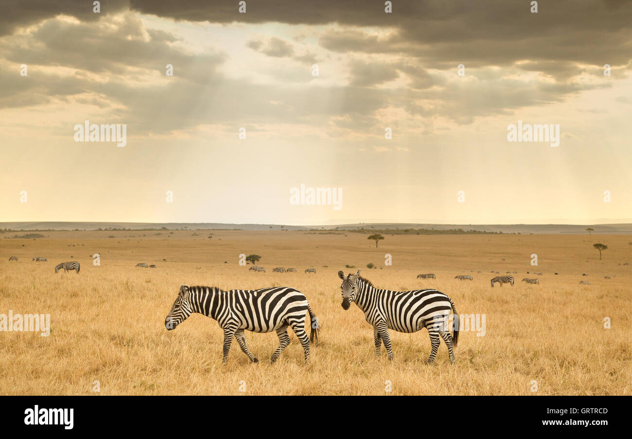 Zebras in masai mara kenya hi-res stock photography and images - Alamy