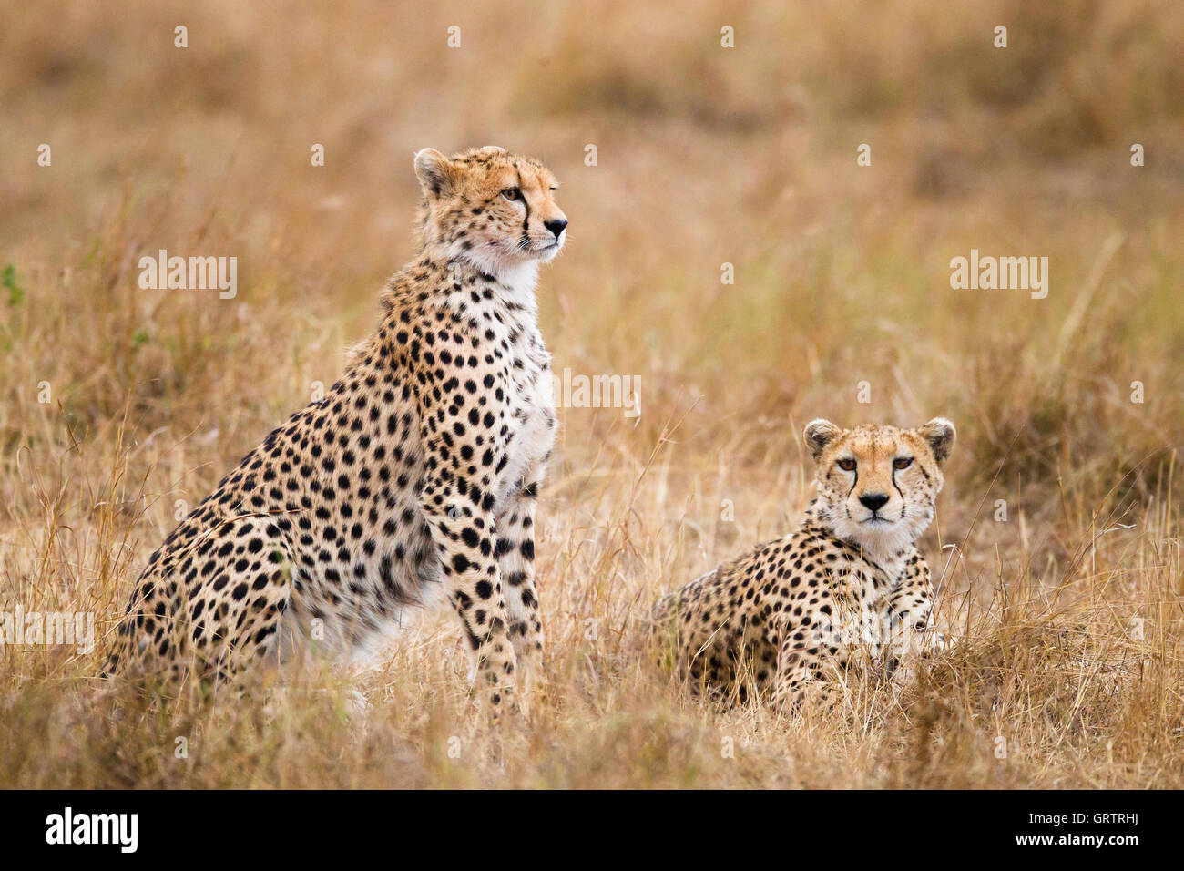 Cheetahs in the grass Stock Photo