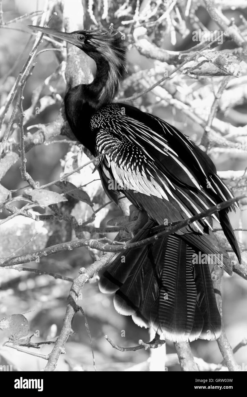 Black and White Portrait of Adult Male Anhinga in its natural setting and showing the graceful lines of this elegant species. Stock Photo
