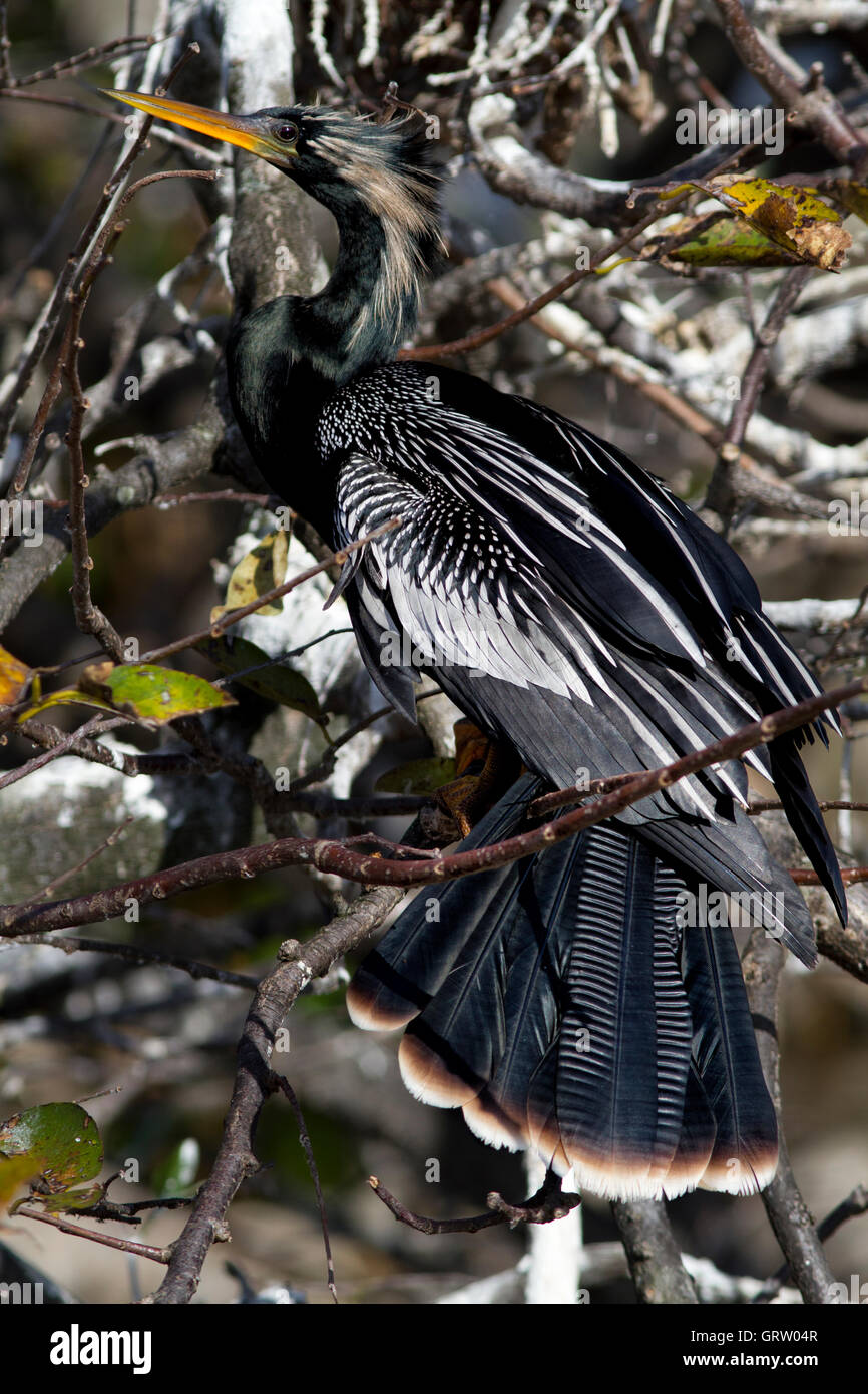 A beautiful adult male Anhinga in an artistic pose, tail feathers