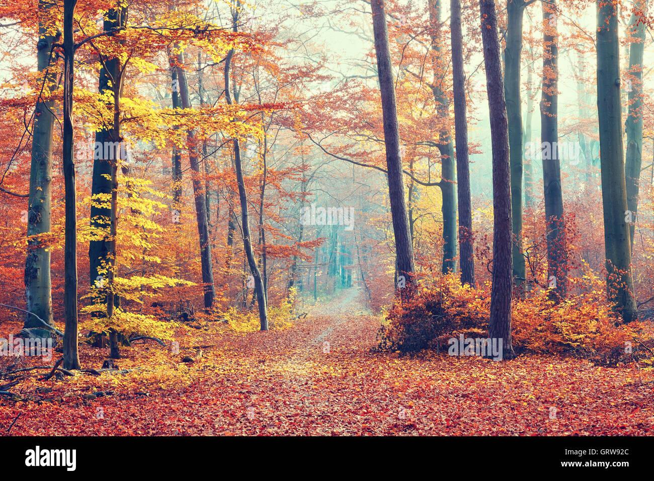 Foggy autumn forest Stock Photo - Alamy