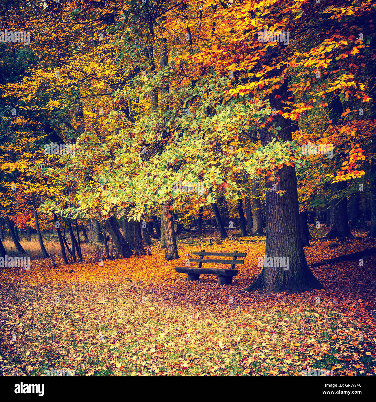 Fall Sessions Bench Beautiful fall season park bench hi-res stock photography and images ...