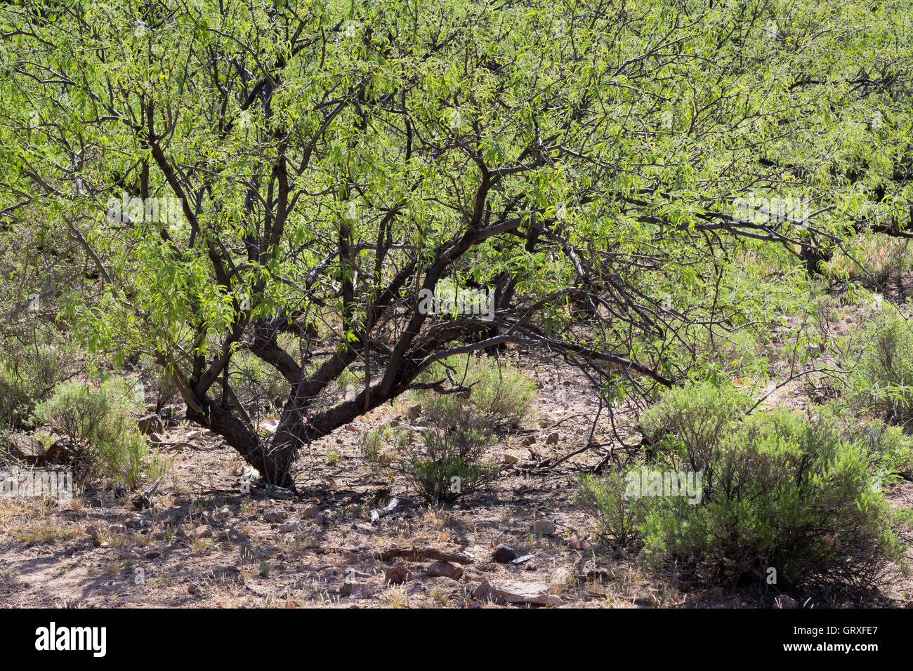 A backlit mesquite tree growing in the Ripsey Wash area of the Tortilla Mountains along the Arizona Trail. Stock Photo