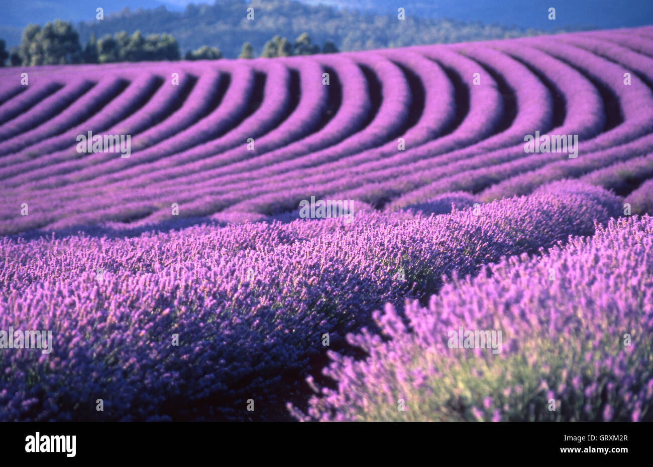 Bridestowe Lavender Estate, Nabowla, Tasmania, Australia Stock Photo