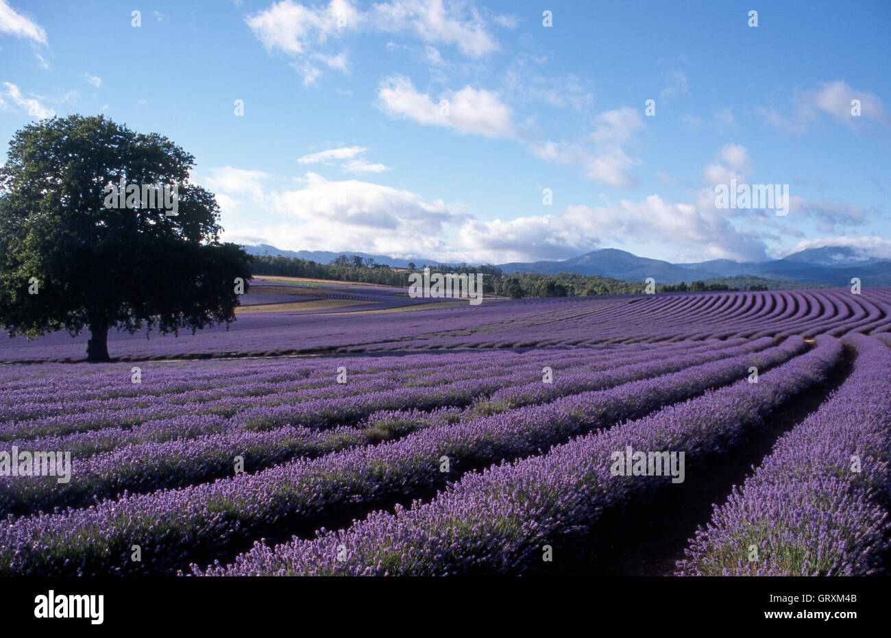 Bridestowe Lavender Estate, Nabowla, Tasmania, Australia. Stock Photo
