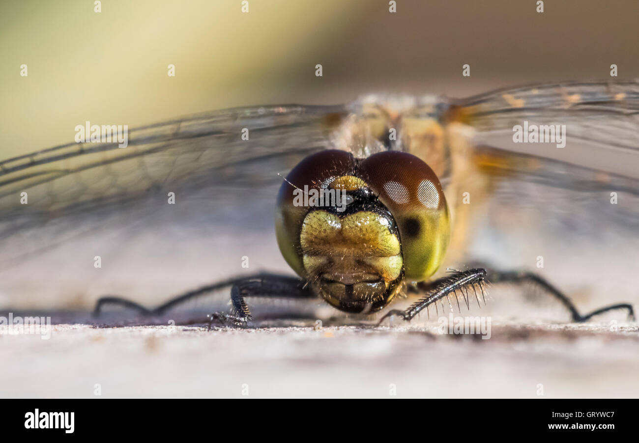 Blac darter dragonfly close-up Stock Photo