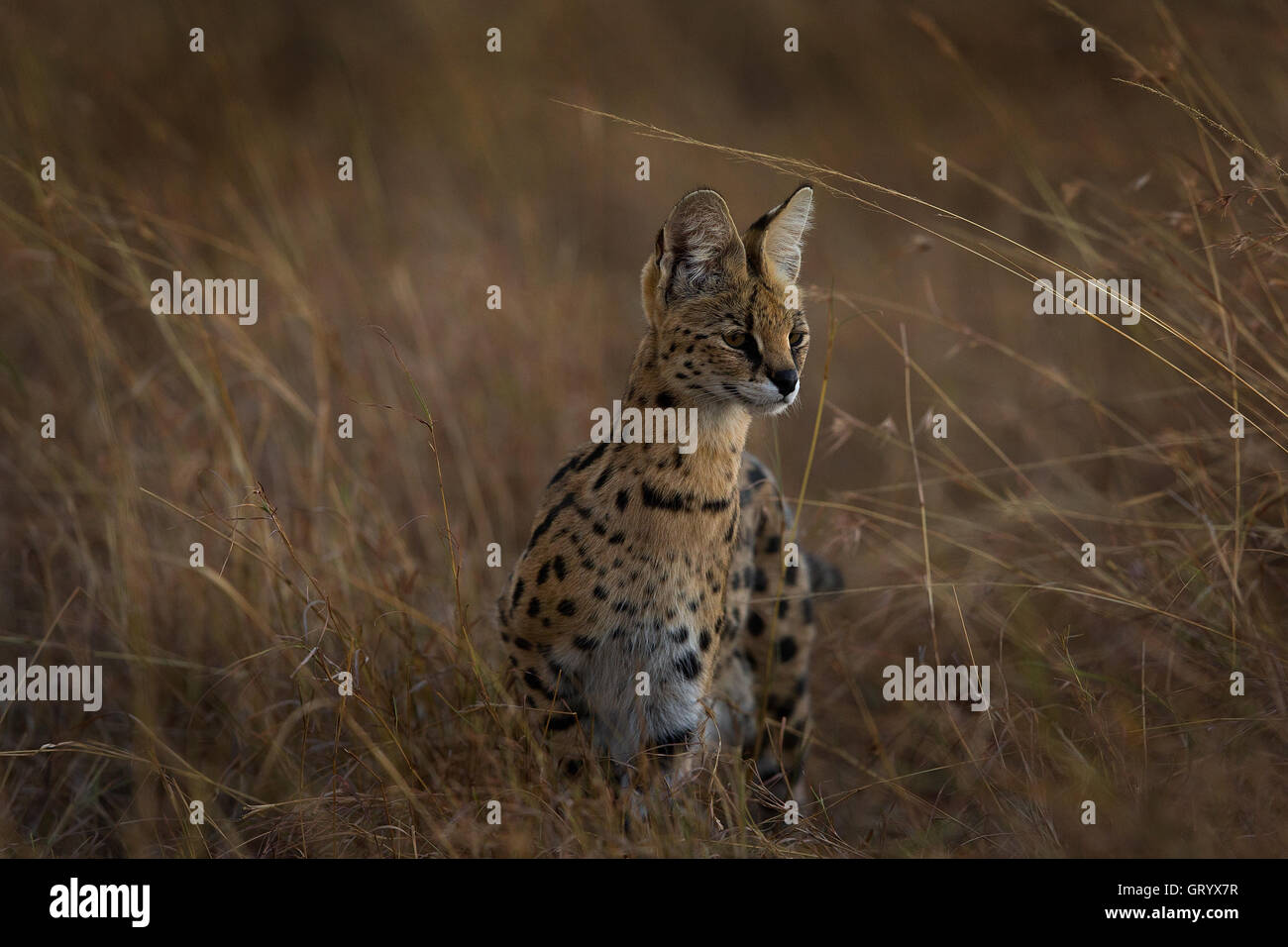 Portrait of a Serval cat (Leptailurus serval) in Masai Mara Stock Photo
