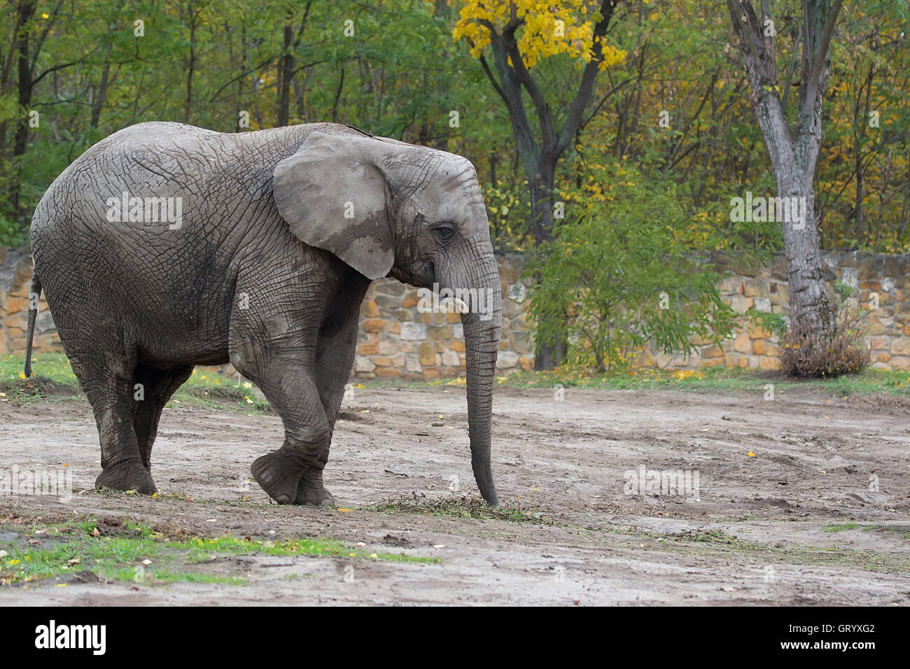 Elephant in the wild Stock Photo