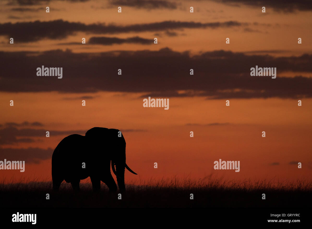 Elephant silhouette hi-res stock photography and images - Alamy