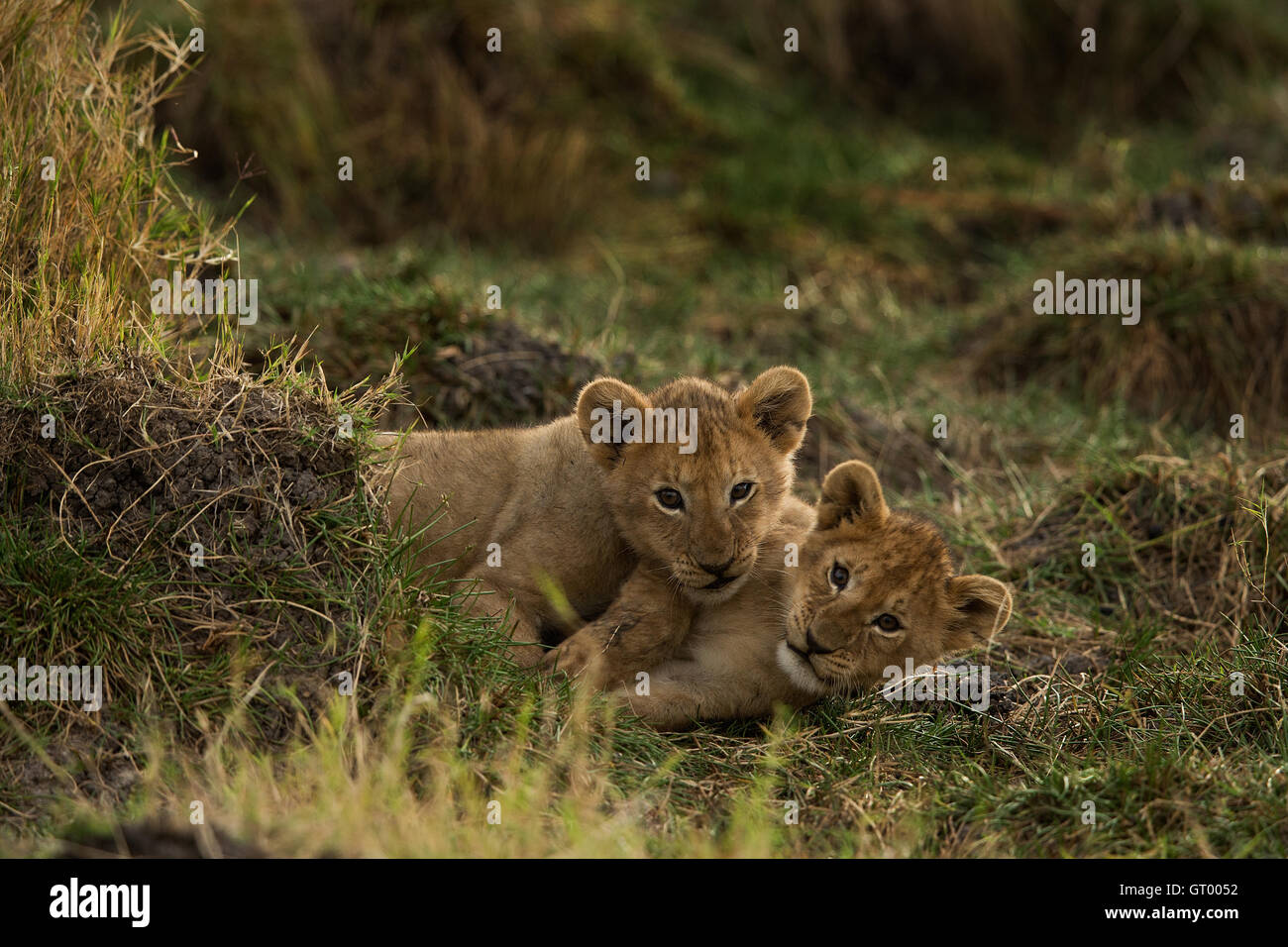 African lion cubs playing in Masai Mara Stock Photo