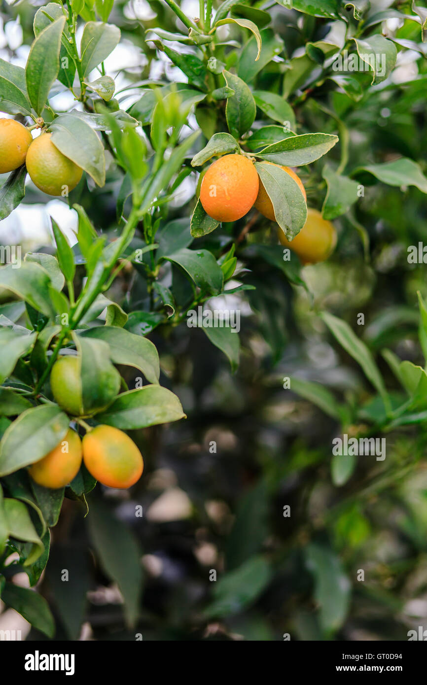 kumquat on tree stock photos kumquat on tree stock images alamy