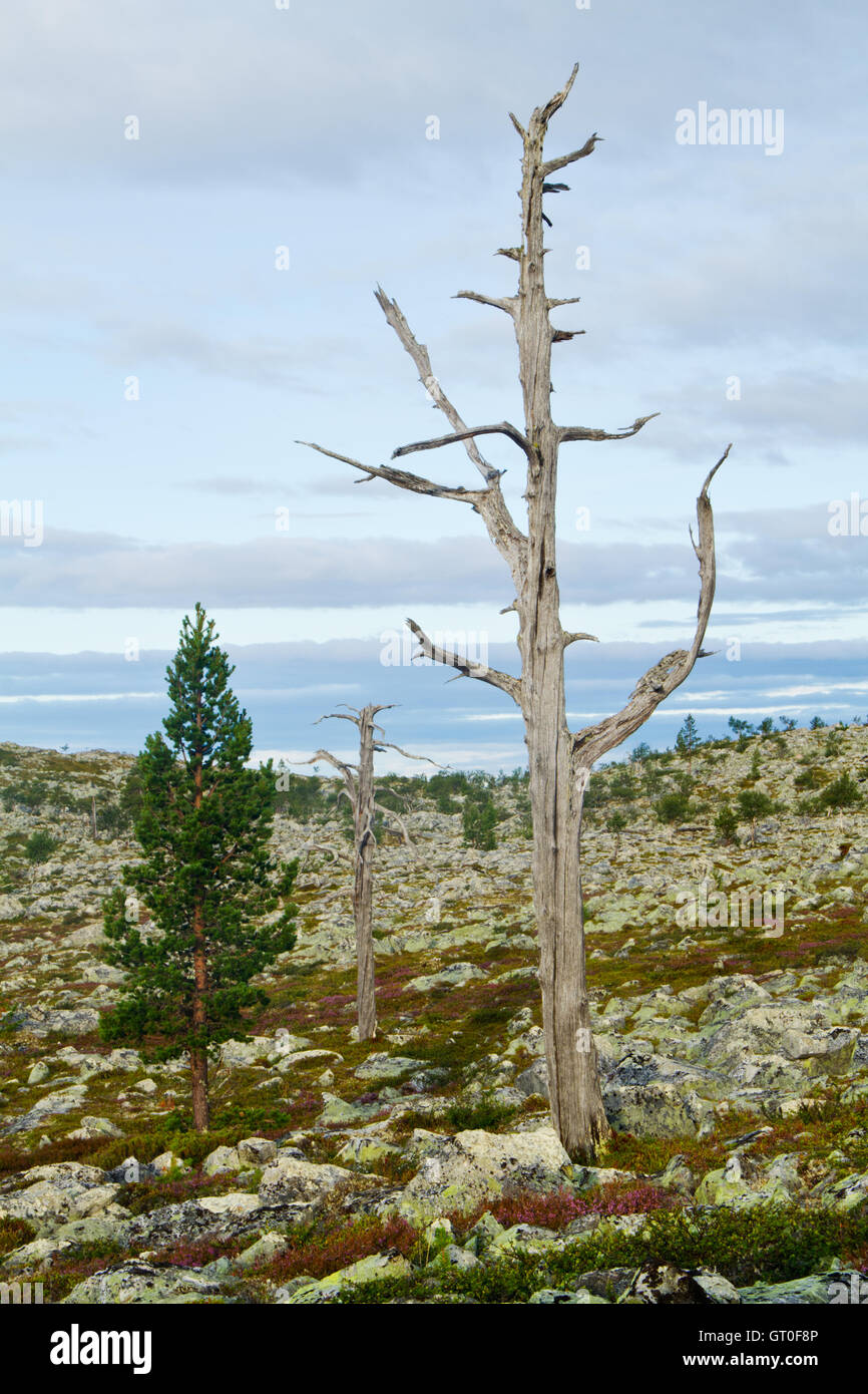 Very old dead pine trees in Femundsmarka National park, Norway Stock Photo