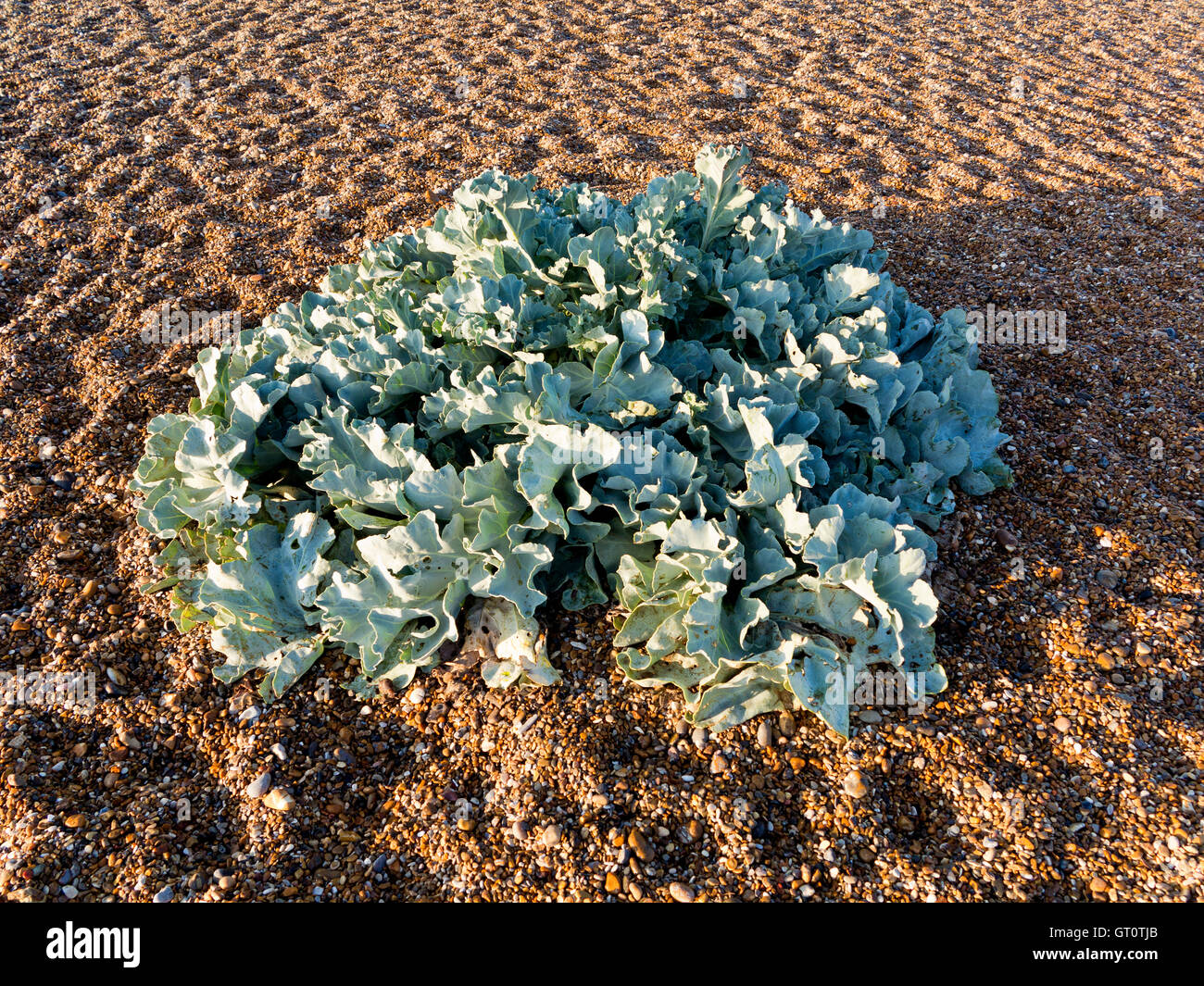 Sea kale on a pebble beach Stock Photo