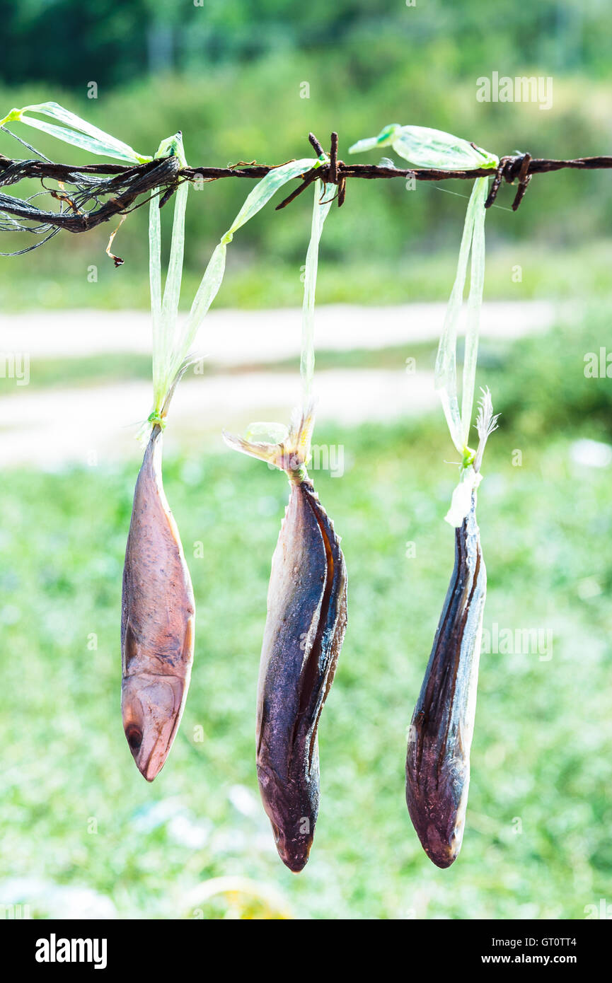 dried fish hanging Stock Photo Alamy