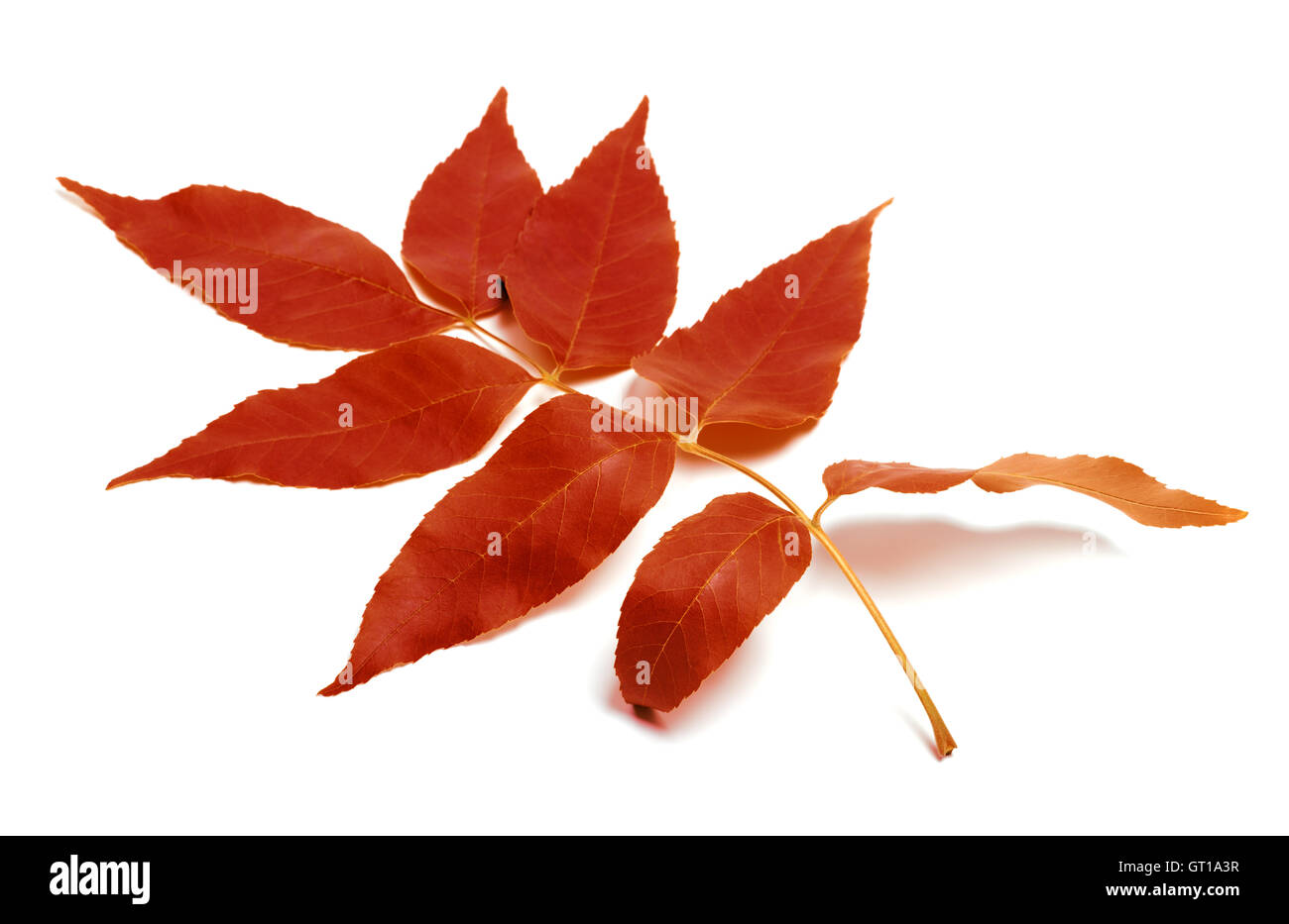 Red autumnal leaf isolated on white background Stock Photo - Alamy