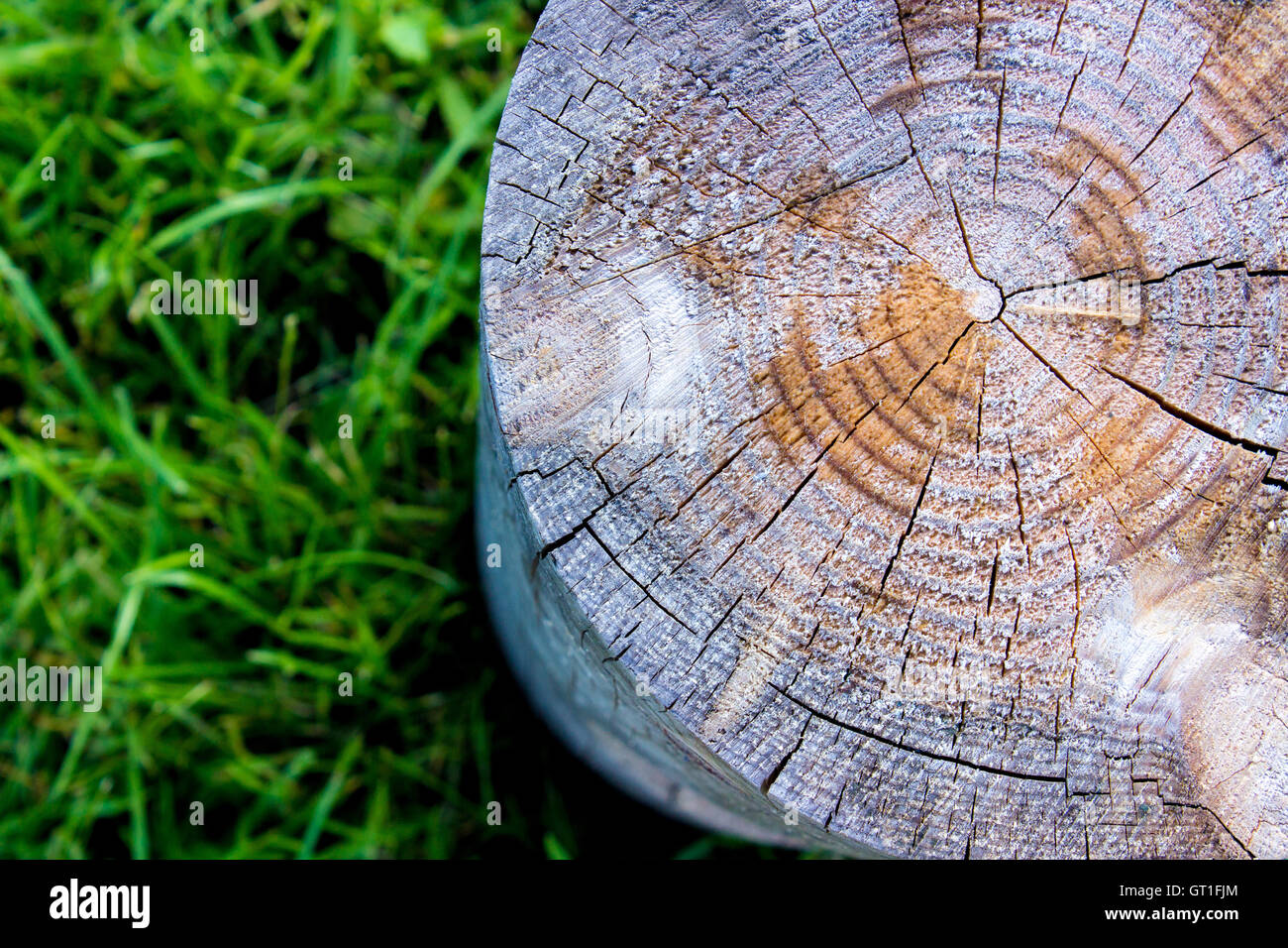 Close up of a cross section of a tree stump on the grass Stock Photo ...
