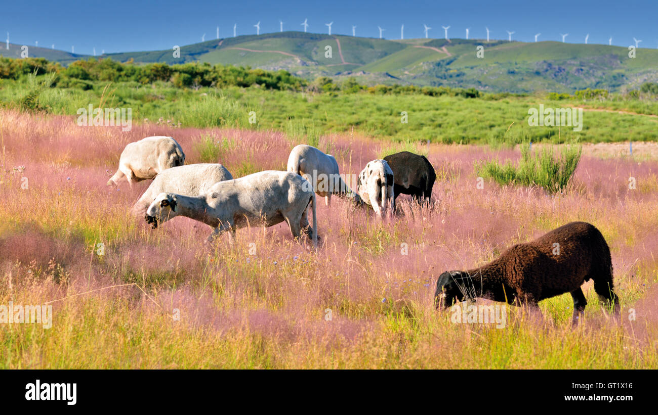 Portugal: A group of white sheep with two brown sheep in the middle of a mountain field with pink flowers on green grass Stock Photo