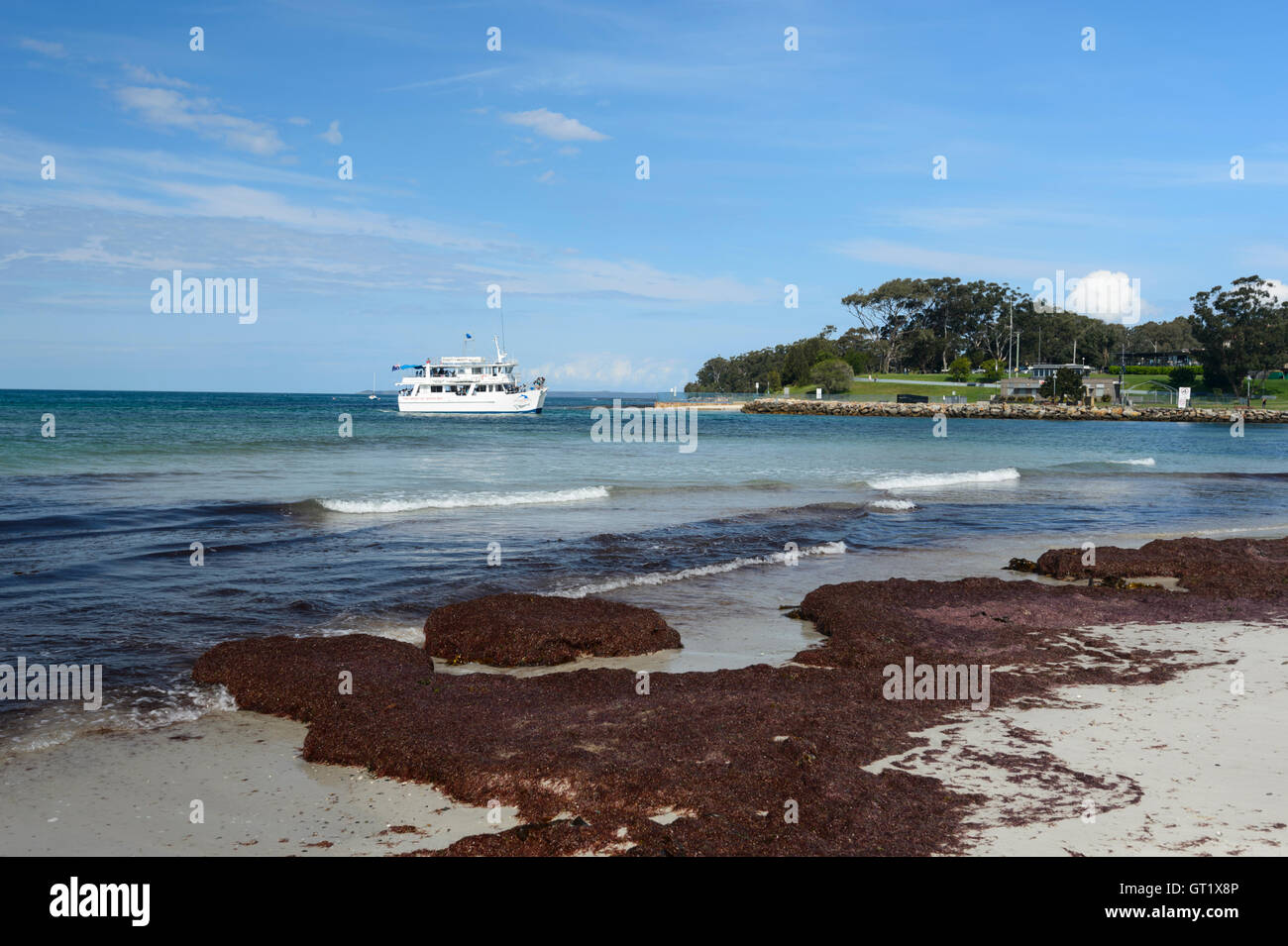 Red Algae at Myola Beach and a dolphin watch cruise boat, Huskisson, Jervis Bay, New South Wales, NSW, Australia Stock Photo